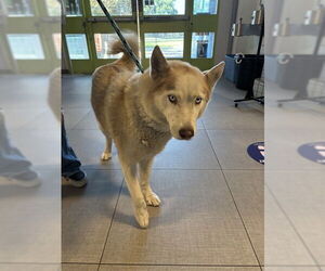 Siberian Husky Dogs for adoption in Rancho Cucamonga, CA, USA