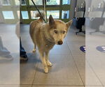 Small Siberian Husky