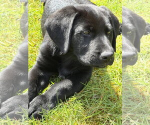 Labrador Retriever-Unknown Mix Dogs for adoption in Bellevue, WA, USA