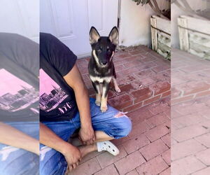Jemma - Female Siberian Husky Dog for Adoption - Photo #4