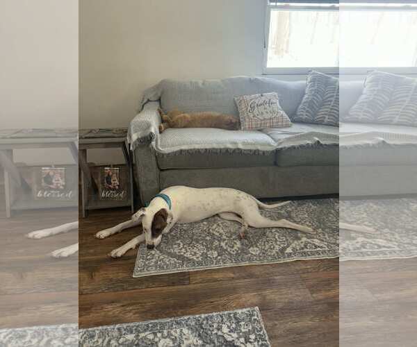 Medium Photo #2 Beagle-Unknown Mix Puppy For Sale in Hinton, WV, USA