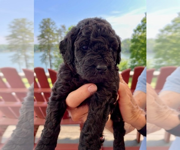 Medium Photo #8 Goldendoodle Puppy For Sale in CHAMPION, NC, USA
