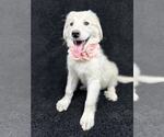 Small #2 Great Pyrenees Mix