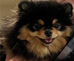 Mother of the Pomeranian puppies born on 04/29/2023
