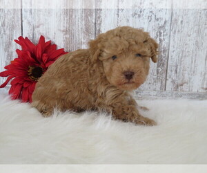 Poodle (Miniature) Puppy for sale in SHILOH, OH, USA