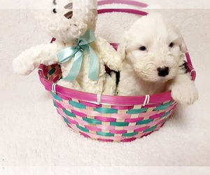 Old English Sheepdog Puppy for Sale in OSCEOLA, Indiana USA