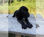 Small #3 Cane Corso