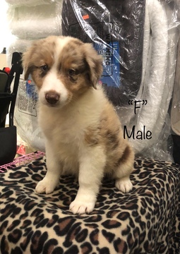 Medium Photo #6 Australian Shepherd Puppy For Sale in LAKE CITY, FL, USA