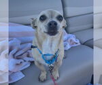 Small #4 Chihuahua Mix