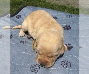 Medium Labrador Retriever