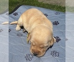 Puppy 3 Labrador Retriever