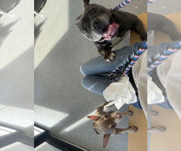 Medium Photo #6 Bulldog-Unknown Mix Puppy For Sale in Sanford, FL, USA