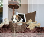 Small Photo #99 Australian Shepherd Puppy For Sale in LEXINGTON, SC, USA
