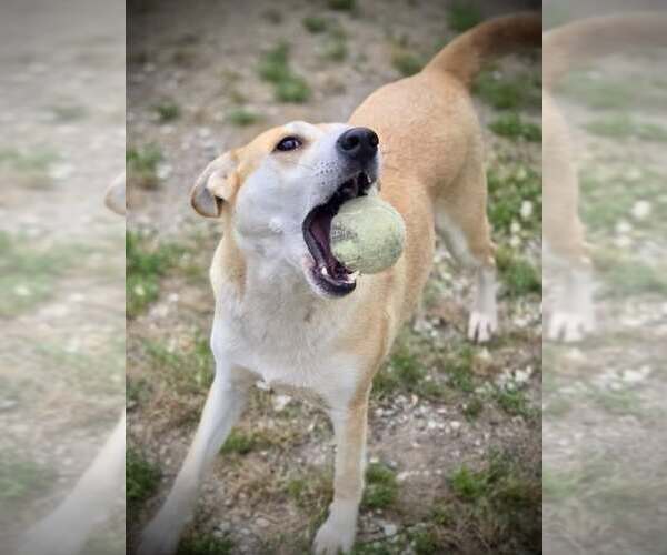 Medium Photo #1 Mutt Puppy For Sale in Crandall, GA, USA