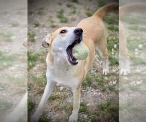 Mutt Dogs for adoption in Crandall, GA, USA