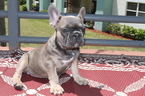 Small Photo #1 French Bulldog Puppy For Sale in DANIA, FL, USA