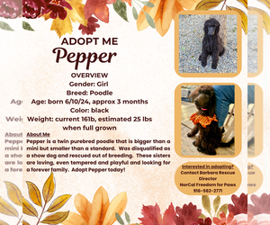 Poodle (Standard) Dogs for adoption in Rancho Cordova, CA, USA