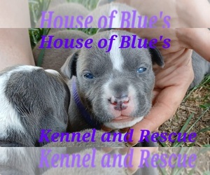 American Pit Bull Terrier Puppy for sale in DELAWARE, OH, USA
