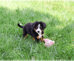 Small Photo #11 Bernese Mountain Dog Puppy For Sale in SYRACUSE, IN, USA