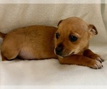 Small #4 Chihuahua