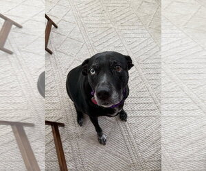 MJ - ADOPTION PENDING! - Female Mutt Dog for Adoption - Photo #2