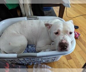 Dogo Argentino-Unknown Mix Dogs for adoption in Derwood, MD, USA