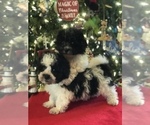 Small Photo #14 Poodle (Miniature)-Zuchon Mix Puppy For Sale in BOWLING GREEN, KY, USA