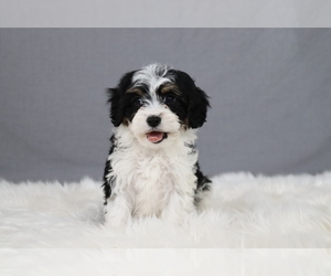 Cavapoo Puppy for sale in WEST SALEM, OH, USA