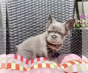 French Bulldog Puppy for sale in SAN ANTONIO, TX, USA