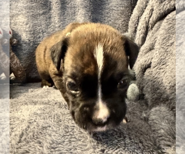 Medium Photo #18 Boxer Puppy For Sale in LANSING, MI, USA