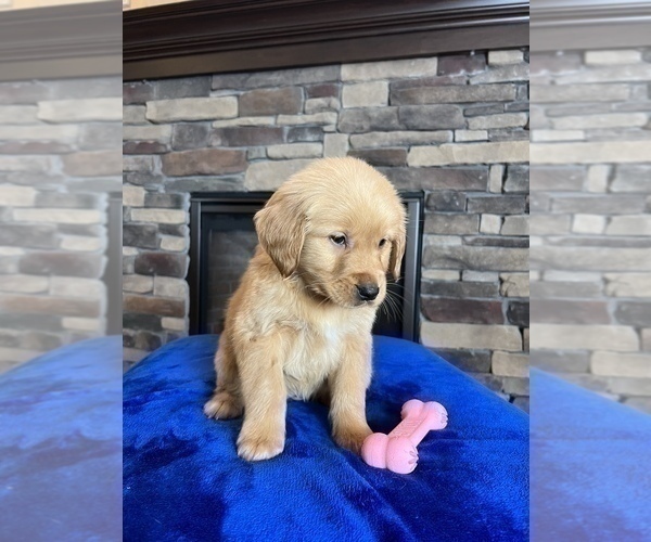 Medium Photo #8 Golden Retriever Puppy For Sale in NOBLESVILLE, IN, USA