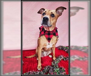 Mutt Dogs for adoption in Frisco, CO, USA