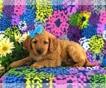 Small Photo #2 Goldendoodle (Miniature) Puppy For Sale in OXFORD, PA, USA