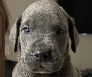 Great Dane Puppy for sale in SAN ANTONIO, TX, USA