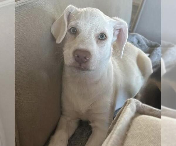 Medium Photo #1 Chihuahua-Unknown Mix Puppy For Sale in San Diego, CA, USA
