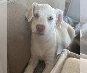 Chihuahua-Unknown Mix Dogs for adoption in San Diego, CA, USA