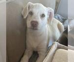 Phoenix Pup - Pima - Male Chihuahua-Unknown Mix Dog for Adoption - Small photo