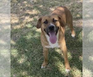 German Shepherd Dog Dogs for adoption in Riverside, CA, USA