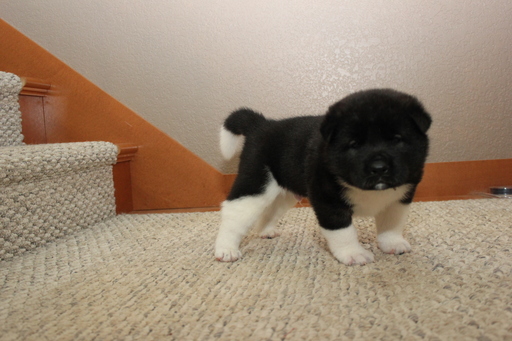 Medium Photo #2 Akita Puppy For Sale in GATE, WA, USA