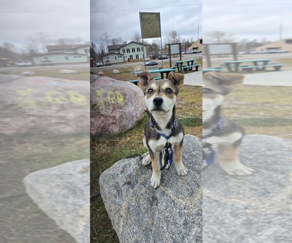 Medium Photo #1 Siberian Husky-Unknown Mix Puppy For Sale in Calgary, Alberta, Canada