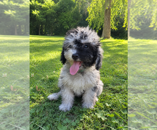 Medium Photo #31 Cavapoo (Miniature) Puppy For Sale in DURHAM, CT, USA