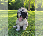 Small #30 Cavapoo (Miniature)