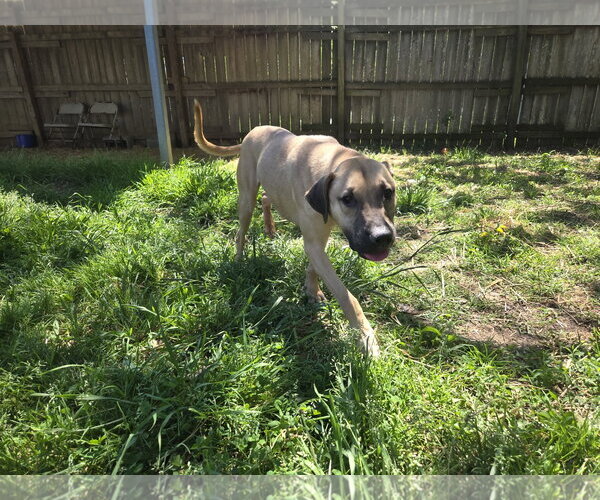 Medium Photo #8 Black Mouth Cur-Unknown Mix Puppy For Sale in Jackson, MS, USA