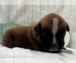 Small #3 Boxer