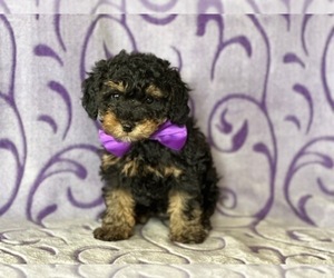 Poodle (Toy) Puppy for sale in LANCASTER, PA, USA