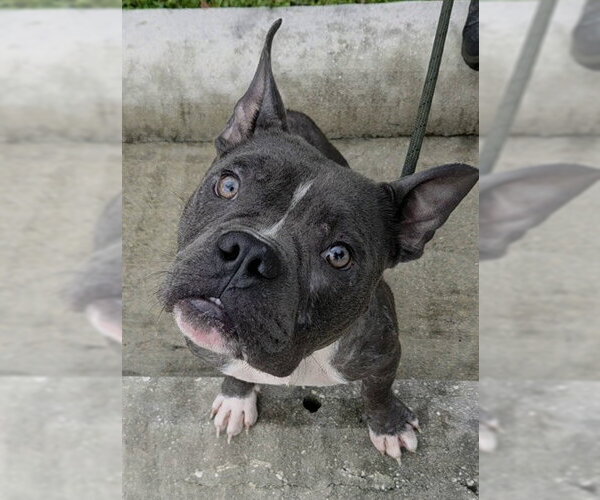 Medium Photo #1 Bull Terrier-Unknown Mix Puppy For Sale in Fort Lauderdale, FL, USA