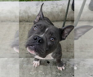 Bull Terrier-Unknown Mix Dogs for adoption in Fort Lauderdale, FL, USA