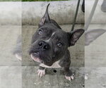 RADIO - Male Bull Terrier-Unknown Mix Dog for Adoption - Small photo