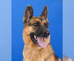 LUCY - Female German Shepherd Dog Dog for Adoption - Small photo