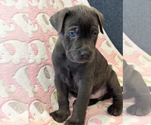 Charlotte's Puppy Noah - Male Labrador Retriever-Unknown Mix Dog for Adoption - Photo #5